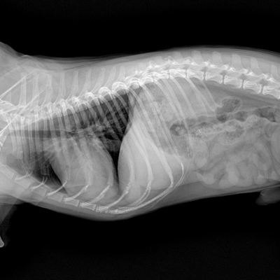 Laboratuvar Testleri